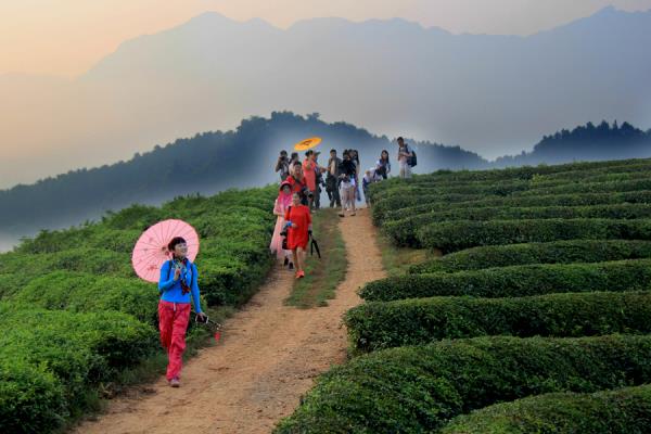 清晨，我们来到茶山