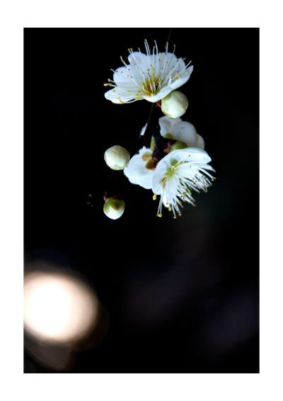 闻香梅花