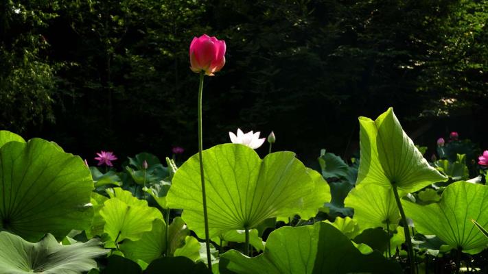 龙湖晨荷