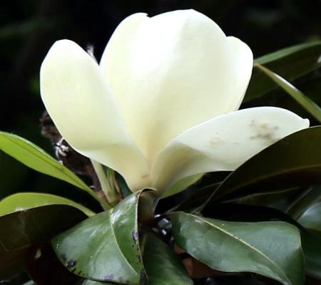 洁白玉兰花