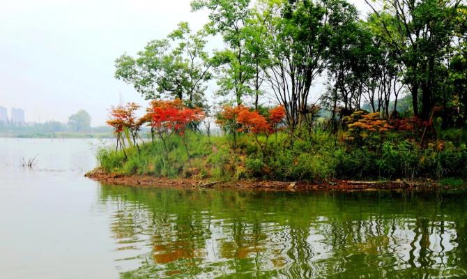 湿地秋色宜人……鲜花盛开！