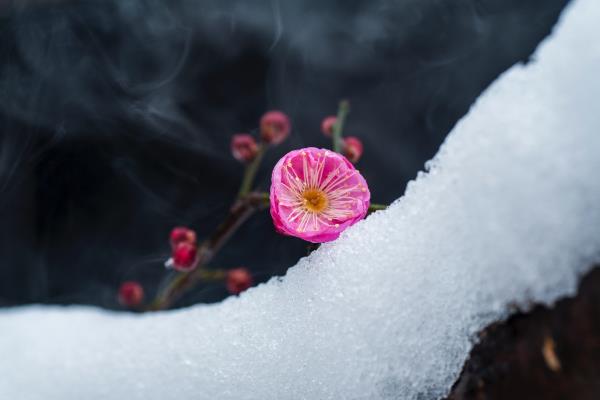 春雪映红梅