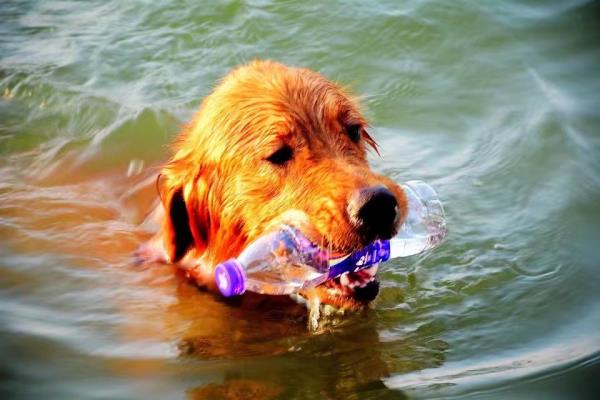 爱犬