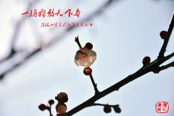 一朵独放天下春