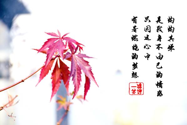 枫叶的梦想
