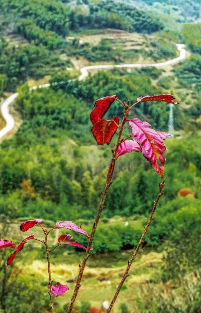 枫与路