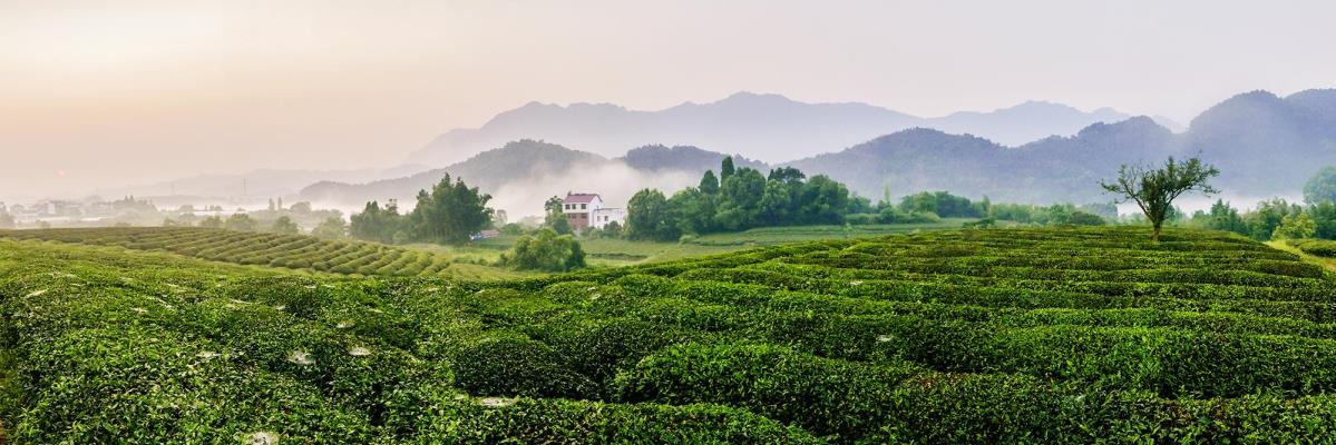 茶园风光