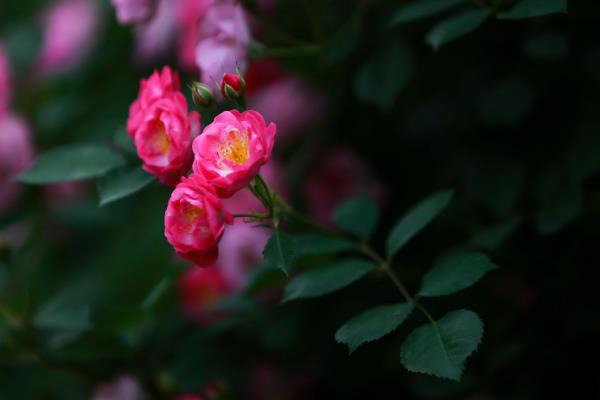 蔷薇花