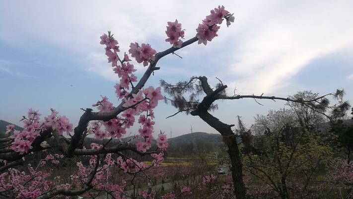 春日游，鲜花落满头