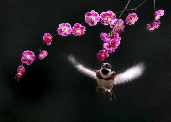 花鸟图