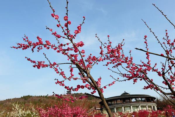 舜耕山梅花春来俏