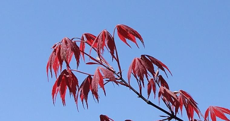 枫叶