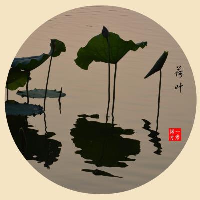 荷叶
