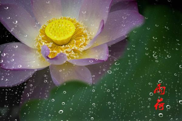 雨荷