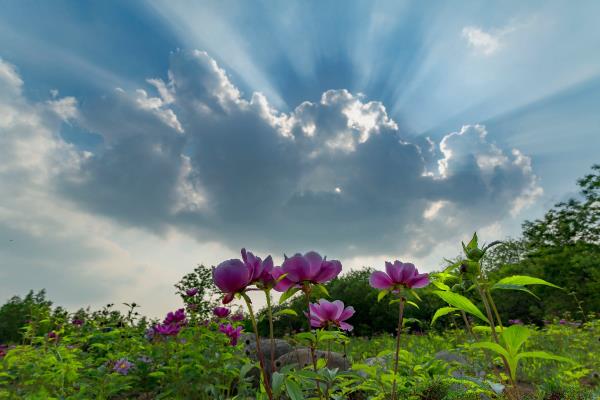 芍药花开