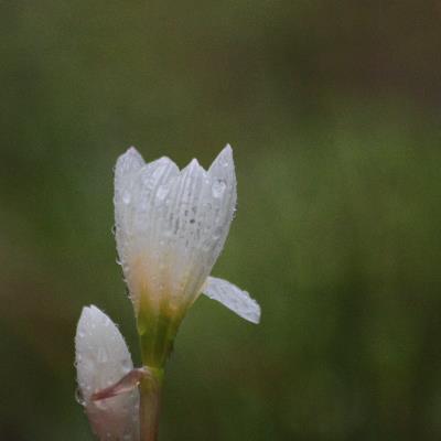 雨中的葱莲