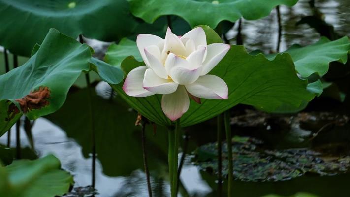 散文诗/荷塘清风焦岗湖