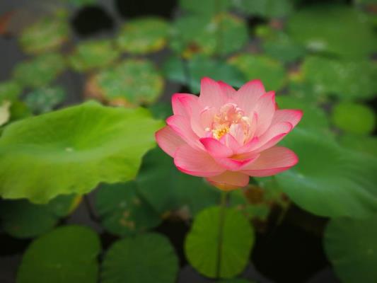 游焦岗湖 观湿地美景