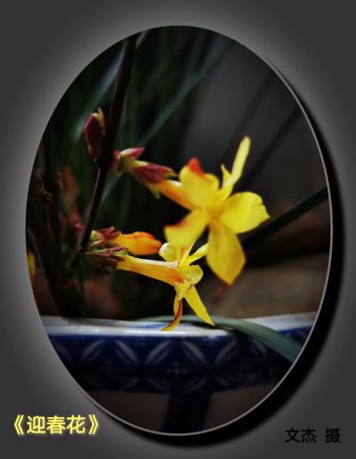 《迎春花》