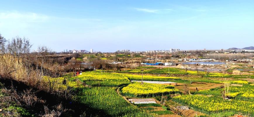 油菜花开春意浓