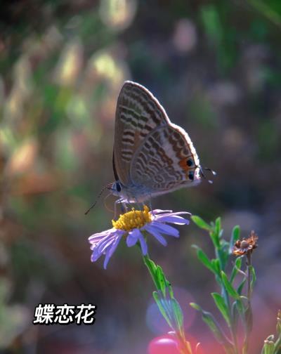 《手机微距摄影》