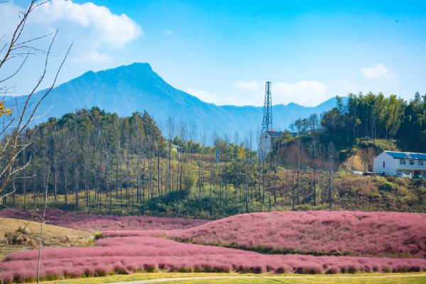 霍山太阳乡船仓村一日游------粉黛乱子草