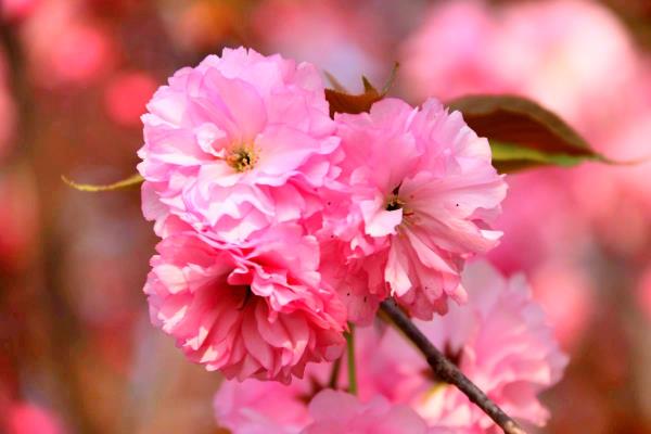 等到晴空万里，与你不负花期……