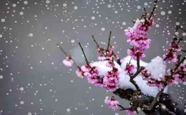 王胜利||咏雪