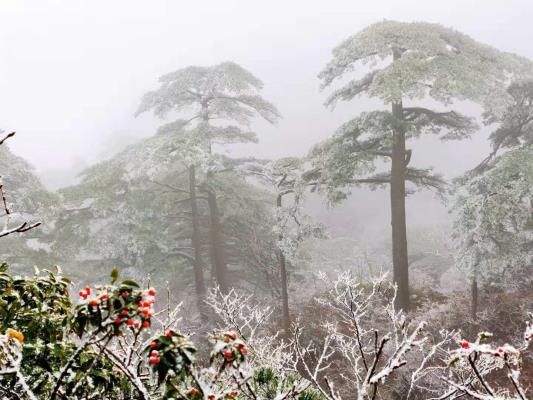 陈泽亮||张扬的雪罩不住春的返航