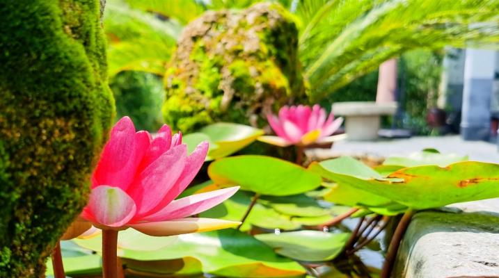 李维焕：莲花（古诗新韵）