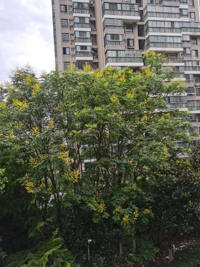 廖婵《秋的脚步》