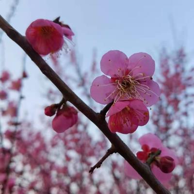 李维焕《五绝•山南赏梅》