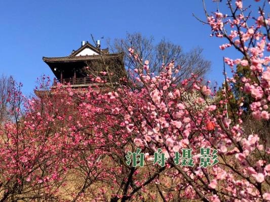 王胜利《长相思•梅园探春》