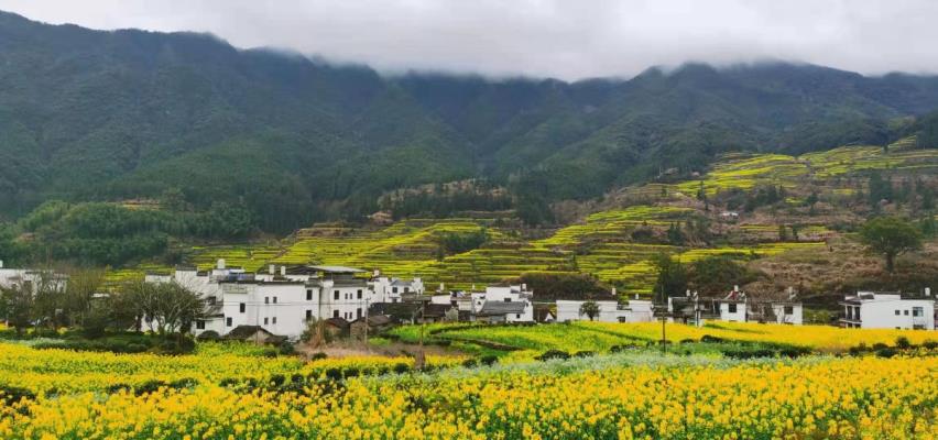 李维焕《七绝•婺源春色》