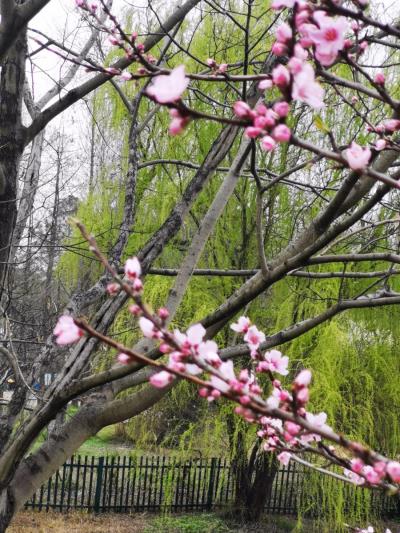 黄斌《赞“二会”，得桃花赋》