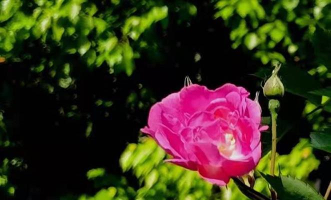 李维焕《七绝• 春   花》