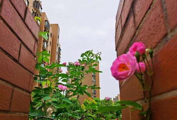 李维焕 | 七绝•居家隔离