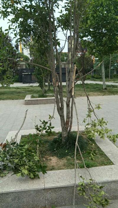 怜小树