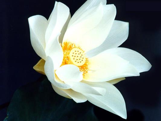 又闻荷香扑面来