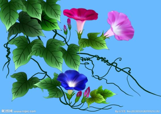 七律：喇叭花