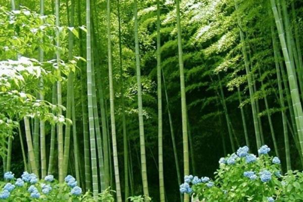 七律：斑篁赞