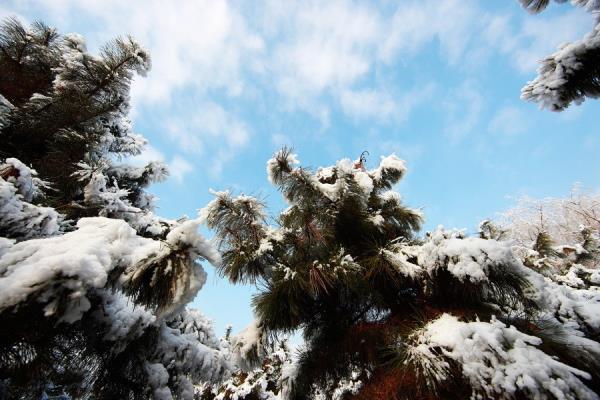 淮上老骥  七绝：雪后放晴