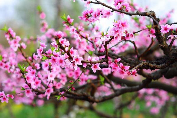 七绝：桃花