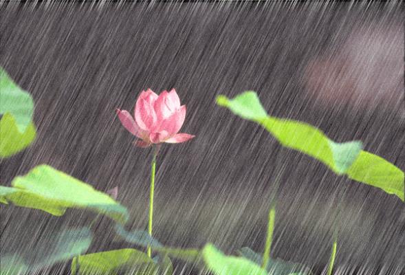 七绝：  梅雨