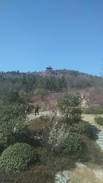 七律：洞山梅园——感谢诗友们雅和