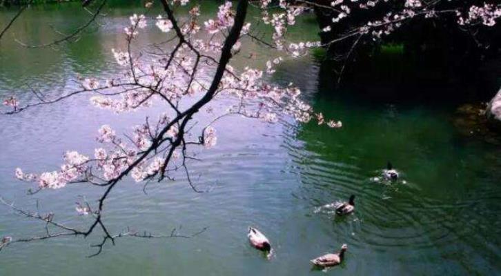 步孙登先《春景》韵有作