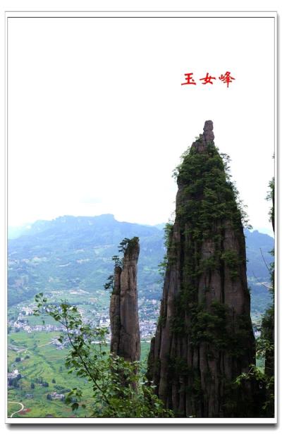 七律：咏绝壁青松