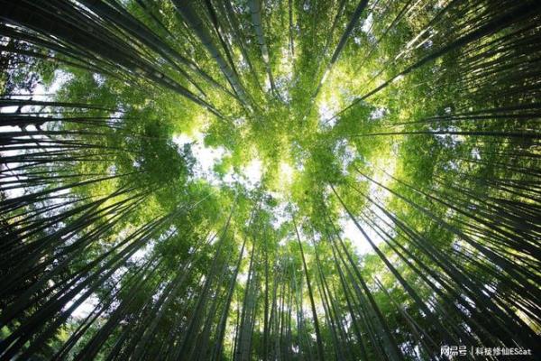 步韵苏林生君《咏竹》奉和