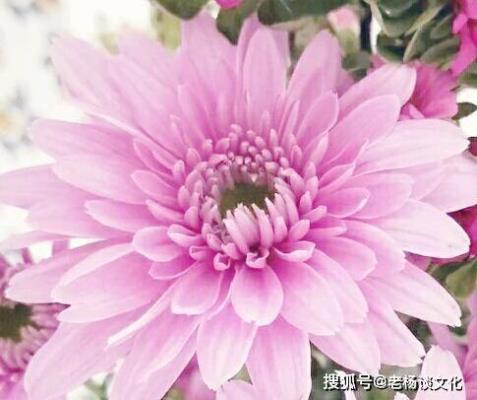七律：咏莲（荷）二首 —— 感谢诗友唱和