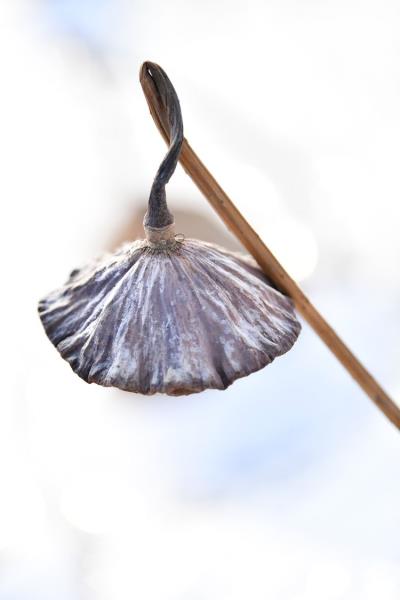 诗友唱和《卜算子  残菏》